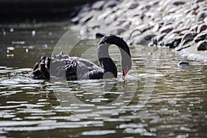 Black swan in a pond on a sunny day