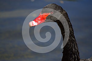 Black swan portrait