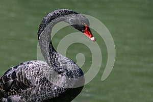 Black Swan portrait