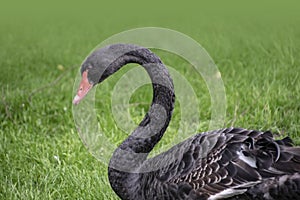 Black swan. Portrait of Cygnus atratus in the meadow