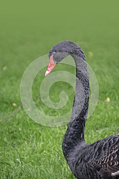 Black swan. Portrait of Cygnus atratus in the meadow