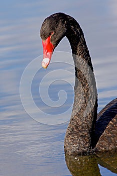 Black Swan Portrait