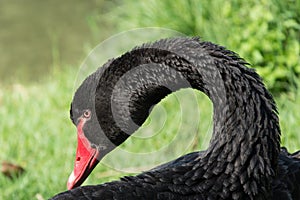 Black swan portrait