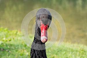 Black swan portrait