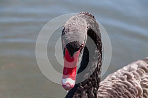 Black swan portrait with water drops on birds head