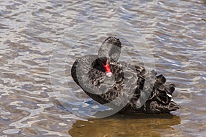 Black Swan preening itself on Lake Burley Griffin