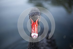 Black swan with a red beak. Close-up.