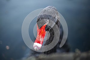 Black swan with a red beak. Close-up.