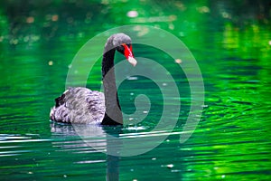 Black swan with a red beak In The Pond