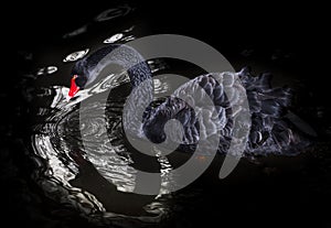Black Swan red beak swimming