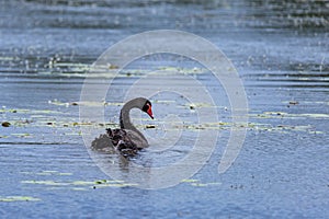 Black Swan with Red Beak swimming on Blue Lake with Lily Pads, Australia