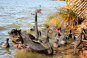 Black Swan in a River