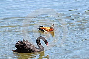 Black swan and Ruddy Shelduck