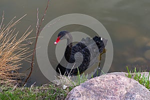 Black Swan. Sailed to the land to the rocky shore