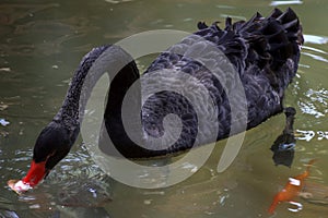 Black swan searching for food