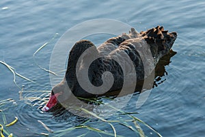 Black swan searching for food