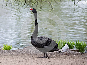 Black swan / Cygnus atratus photo