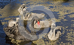 Black swan with signets.
