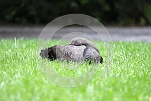 Black swan sleeping on the grass