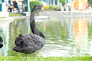 Black swan standing on the grass at the river.