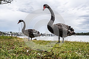 Black swan standing on green grass.