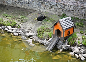 A black swan standing near the wooden birdhouse at the lake