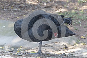 A black swan standing on one leg