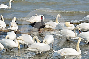 Black swan standing