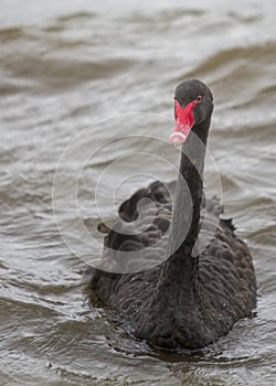 Black swan on a stormy lake in winter