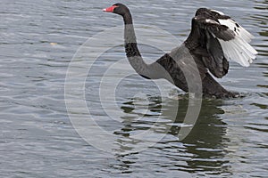 A black swan stretching