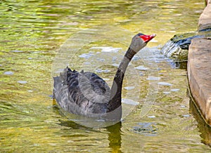 Black swan swim on the water with long-neck