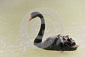 Black swan swimmig, side view