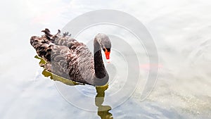 Black swan swimming