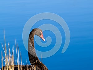 Black swan swimming in blue lake