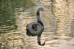 Black swan swimming on a calm lake