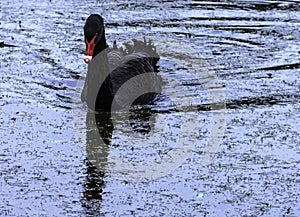 Black swan swimming in Claremont Lake - Esher, Surrey, UK photo