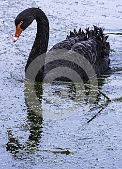 Black swan swimming in Claremont Lake - Esher, Surrey, UK photo