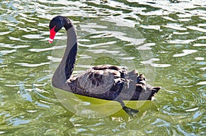 Black Swan Swimming (Cygnus Atratus)