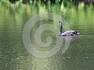 Black swan swimming on the lake