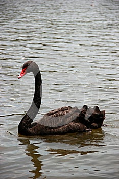 Black swan is swimming on the lake