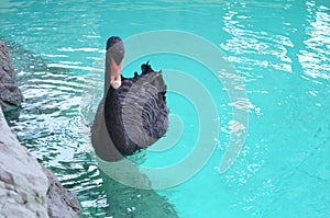 Black Swan photo