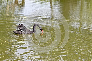 A black swan swimming on a lake, pond and searching for food in dirty green water