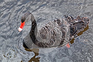 Black Swan Swimming in Melbourne