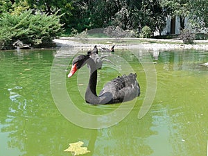 Black swan swimming peacefully