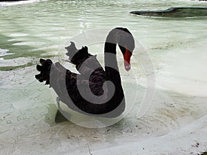 black swan swimming in a pond