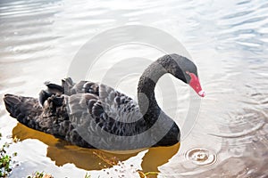 Black swan swimming on a pool