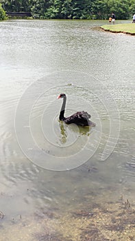Black swan swimming in small lake