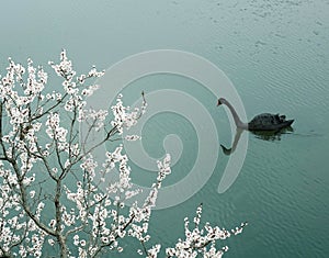 Black swan swimming on spring water