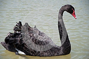 Negro cisne nadar en Agua 