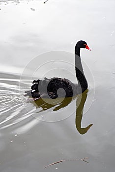 Black swan swims in grey water